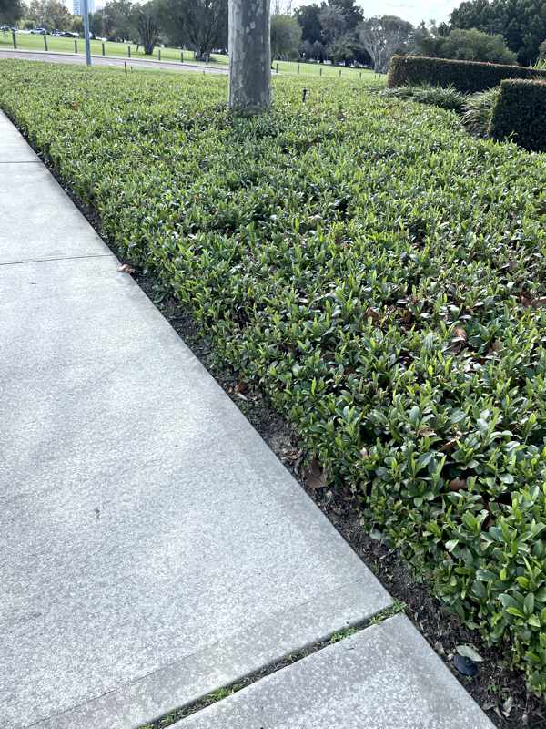 Our Landscaping Services