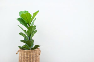 Fiddle-Leaf-Indoor-Plant