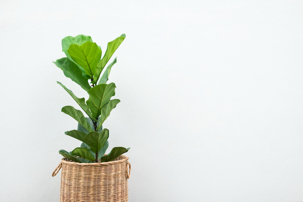 Fiddle-Leaf-Indoor-Plant