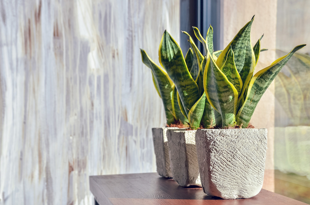 Snake-Plant-Indoor