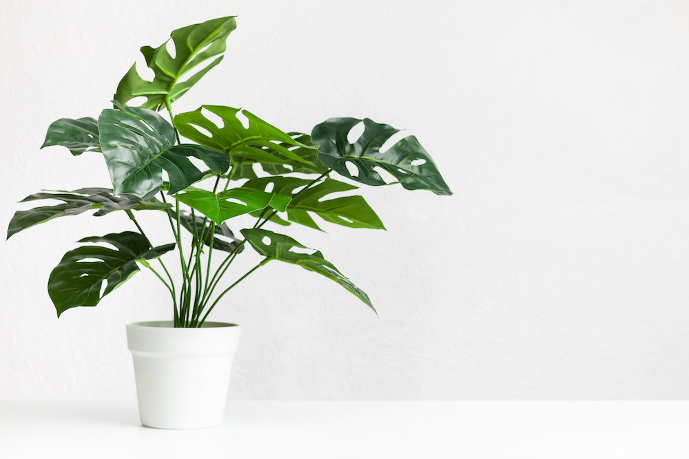 Monstera-Deliciosa-Indoor-Plant