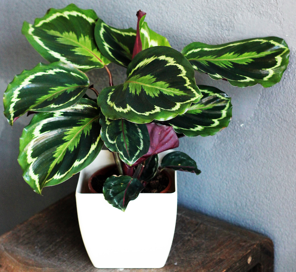 Calathea-Indoor-Plant