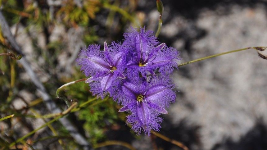 Best Native WA Plants for Western Suburbs Gardens