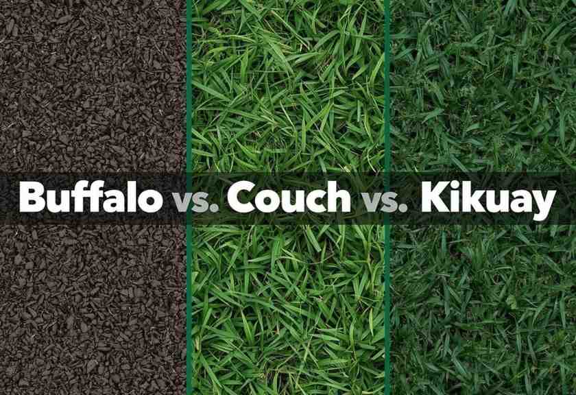 Buffalo vs Couch vs Kikuyu